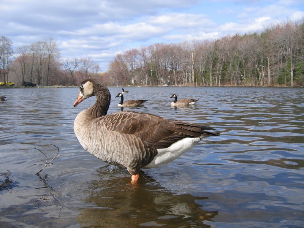 Shrewsbury, MA: Geese in a pond in Dean Park - Shrewsbury, MA