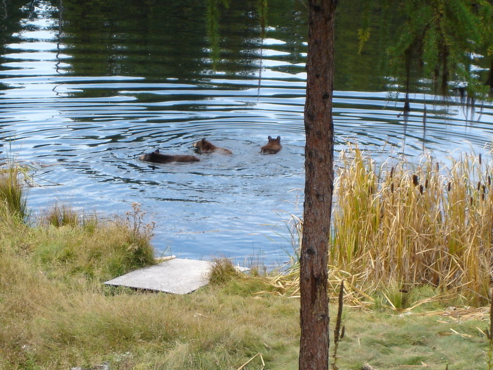 Seeley Lake, MT: Mamma Bear and cubs swimming in pond