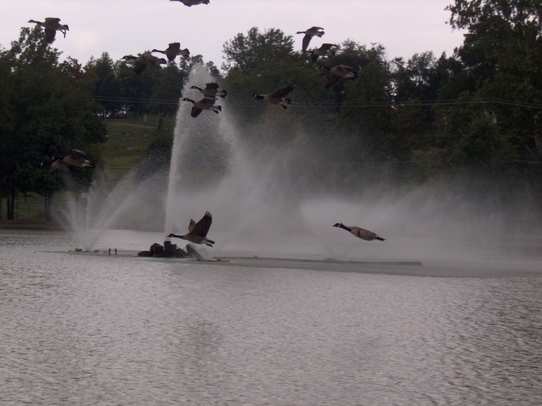 Parkersburg, WV: Parkersburg City Park Geese coming in for landing in pond w/ fountain
