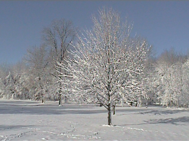 Oakley, MI: Snow in backyard