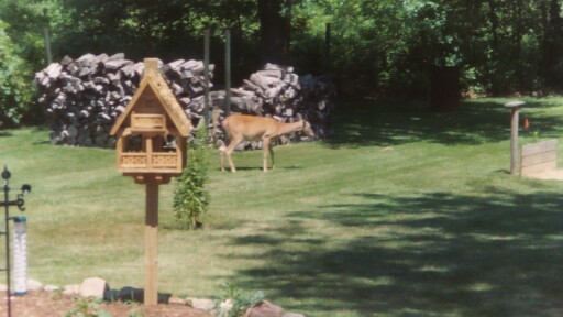 Chesaning, MI: Deer in Backyard