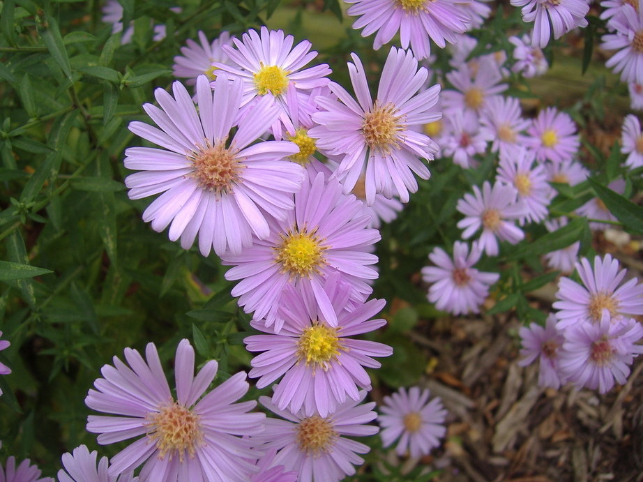 Marshallville, OH: Autumn Asters