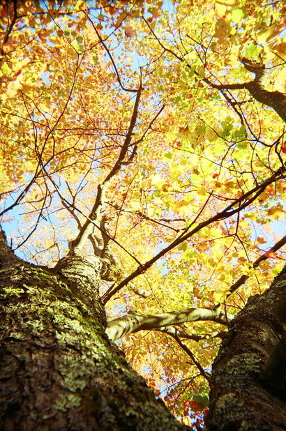 Prattville, AL: fall foliage Windhame Nh