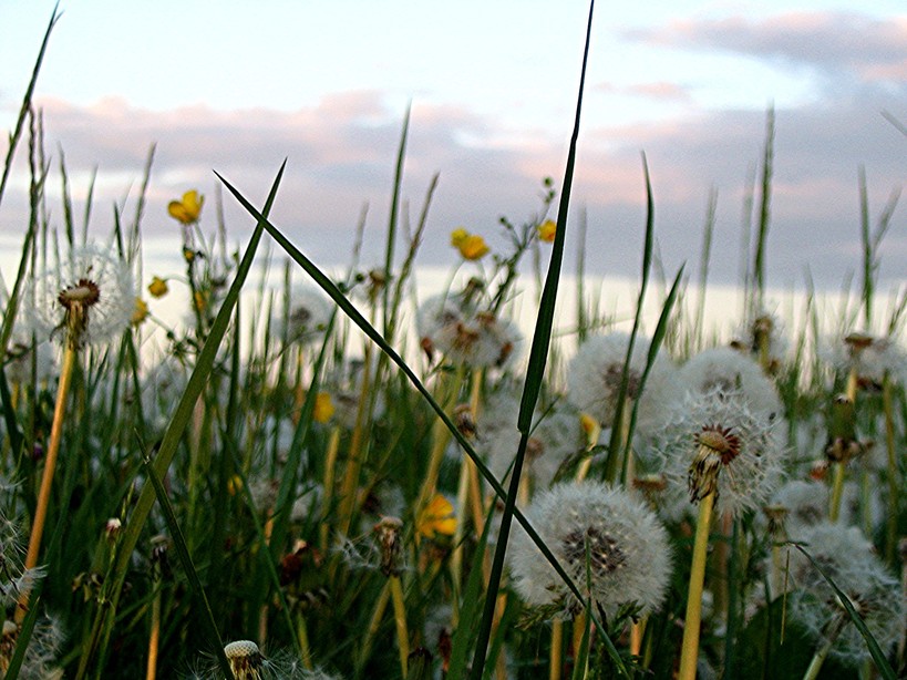 WA Dandy Dandelions Our backyard photo, picture, image (Washington) at