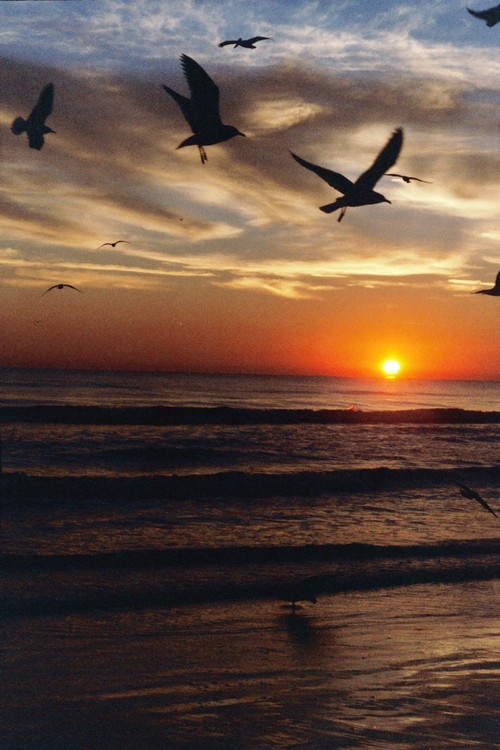 Daytona Beach, FL: seagulls on Christmas day 2005