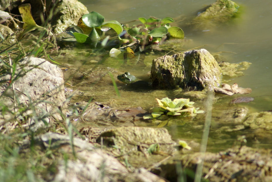 Keokuk, IA: Frog in Rand Park