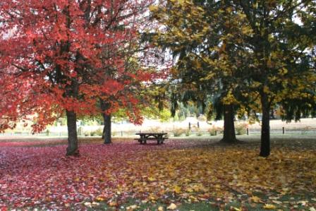 Cottage Grove, OR: Campground at Cottage Grove Lake