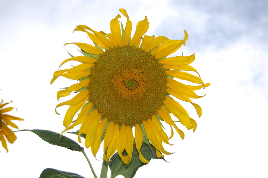 Avondale, CO: Avondale Sunflower