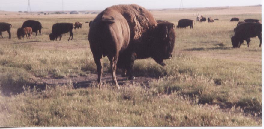 Cheyenne, WY: Bison on the Terry Bison Ranch in Cheyenne, Wyoming