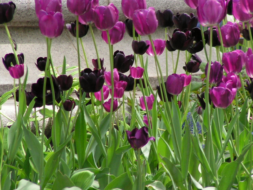 New York, NY: Purple Tulips around Lincoln Center
