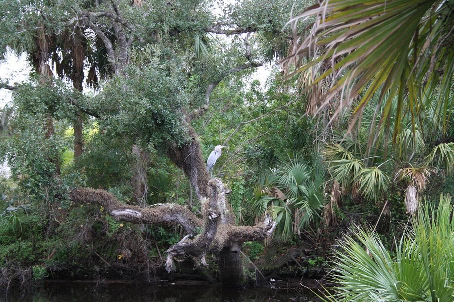 White City, FL: Bird Perched On Tree