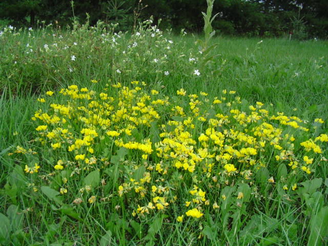 Sheldon, WI: Wild Flowers