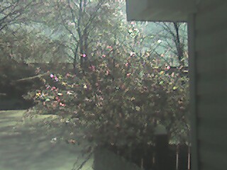 Bowling Green, MO: Bamboo Tree in my back yard covered in Ice