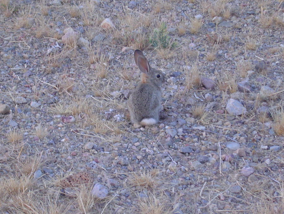 Green Valley, AZ: Rabbit