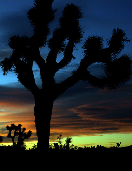 Yucca Valley, CA: Sunrise over Yucca Valley