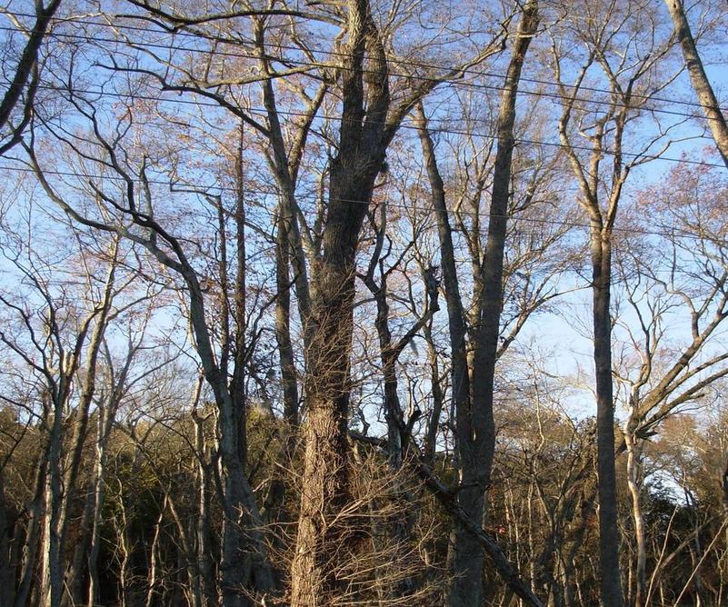 Augusta-Richmond County, GA: Tree line off Doug Barnard Parkway