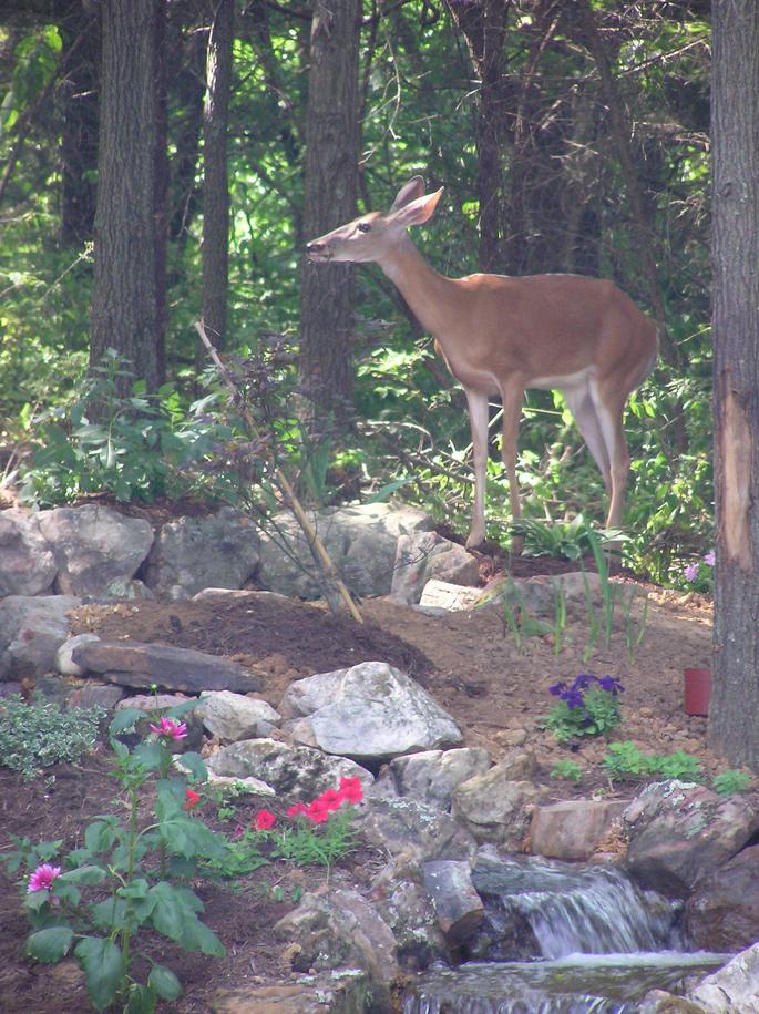 Clarkson Valley, MO: Thirsty Deer