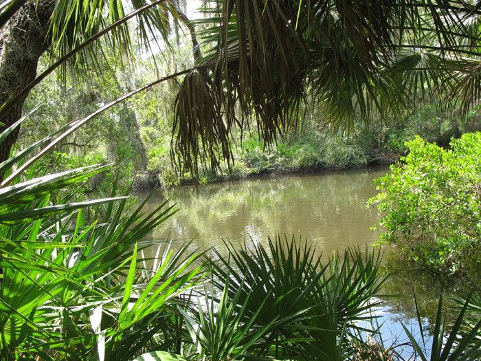 Sarasota, FL: South Creek in Oscar Scherer State Park from the South Creek Picnic Area