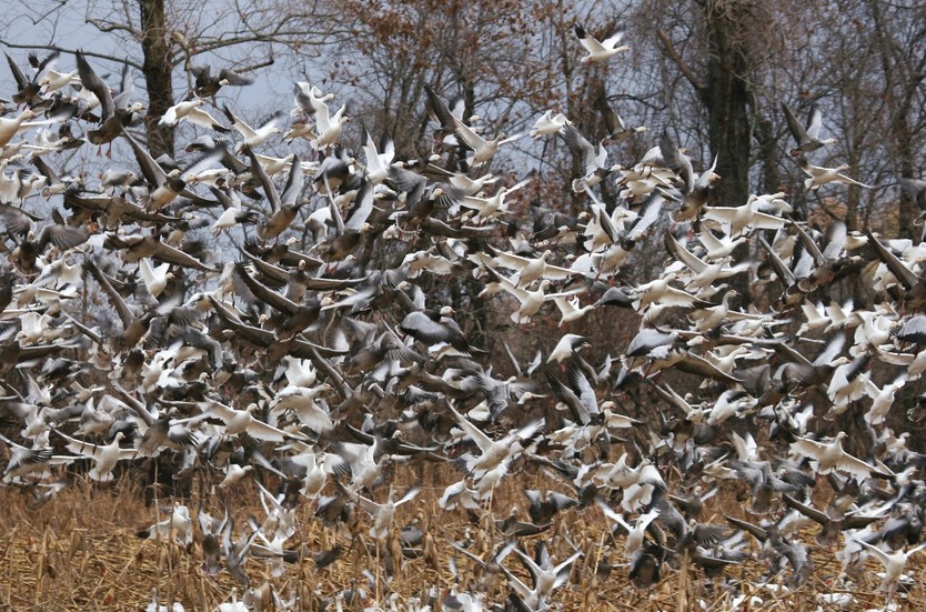 Greenville, MS: Huge flock of geese