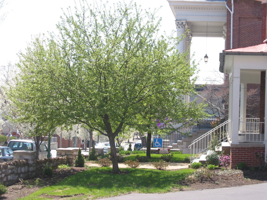 Martinsburg, WV: downtown in springtime