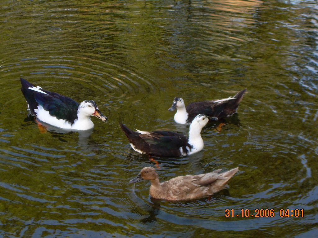 San Marcos, TX: Flock of ducks in san marcos river