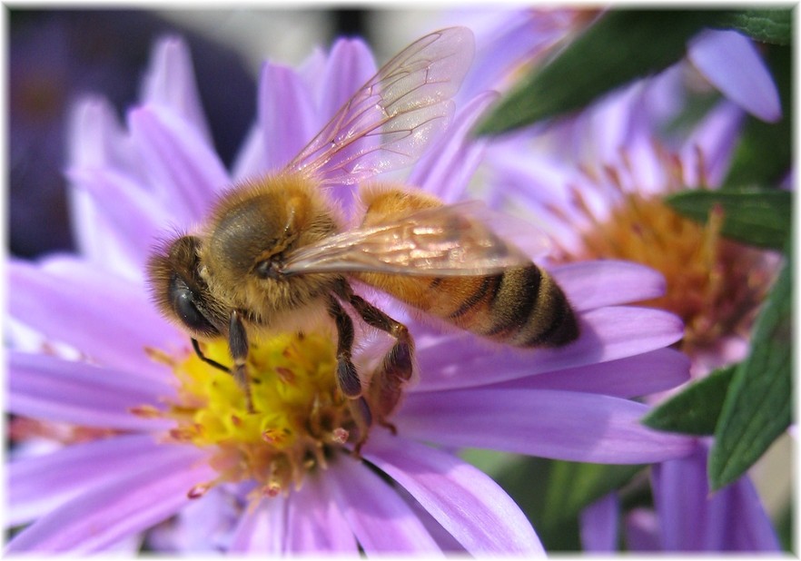 Erwin, TN: One of our local hard working honey producers