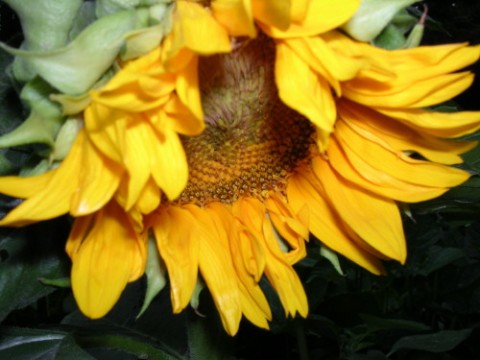 Leesville, LA: SunFlower in Bloom