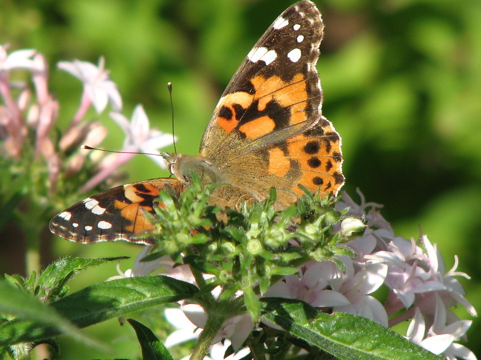 Glendora, CA: This butterfly was in my garden
