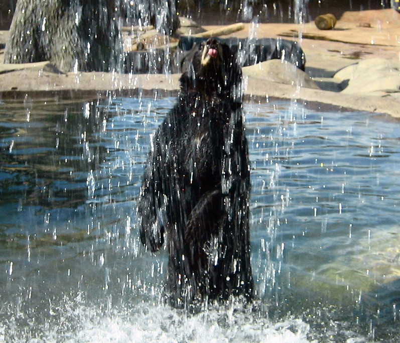 Chippewa Falls, WI: Bathing Bear at Irvine Park Zoo