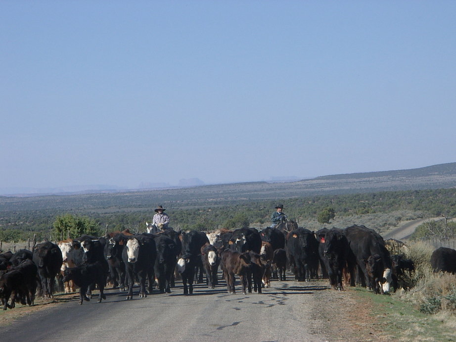 Blanding, UT: Cow's in the road