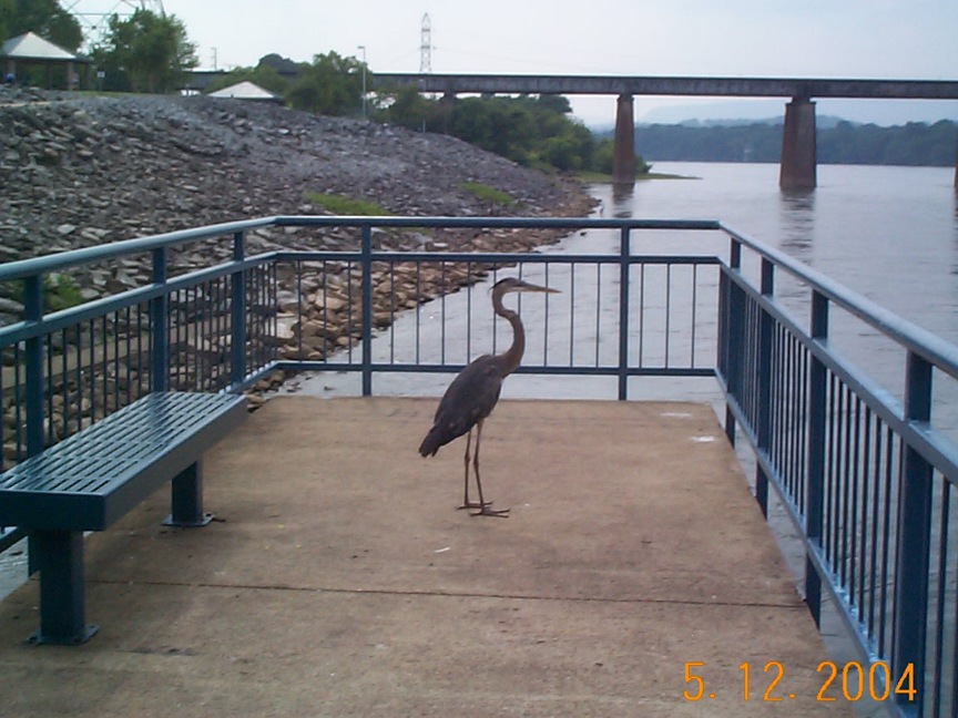 Chattanooga, TN: Bird at the Dam
