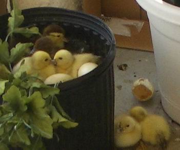Sarasota, FL: Ducklings that hatched in lanai planter where their mother laid eggs