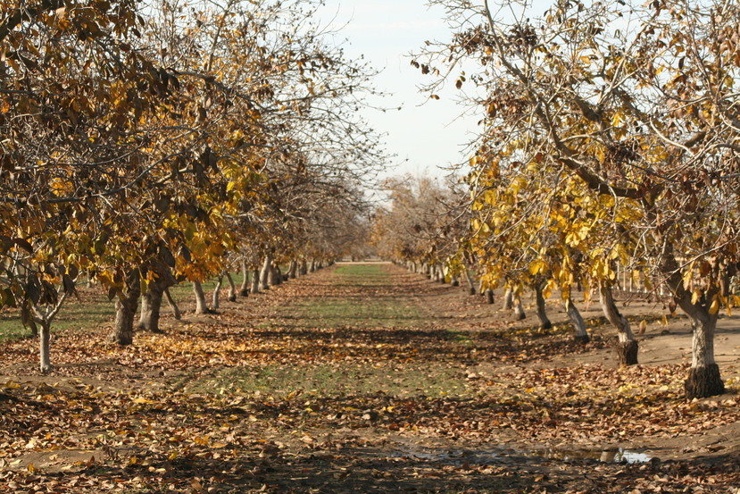 Tulare, CA: Orchard