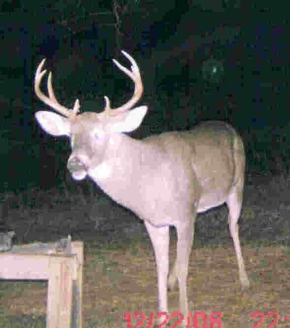 Madison, MS: Deer inside city limits of madison