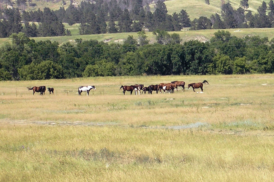 Pine Ridge, SD: Horses and Hills of Pine Ridge, South Dakota