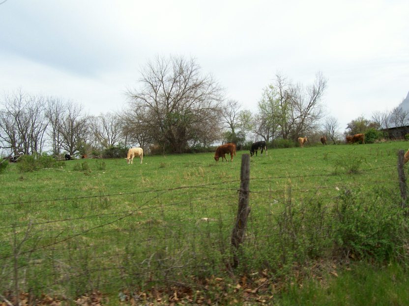 Nixa, MO: grazing cows