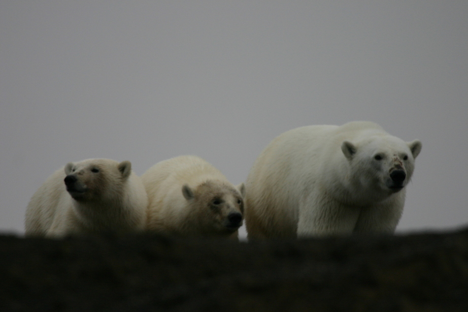 Barrow, AK: Mom and 2 cubs Polar Bears taken by Greg Pavellas