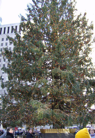 New York, NY: Rock. Center Christmas Tree