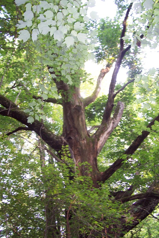 Schuylkill Haven, PA: The Beauty of Schuylkill Havens Oldest Trees