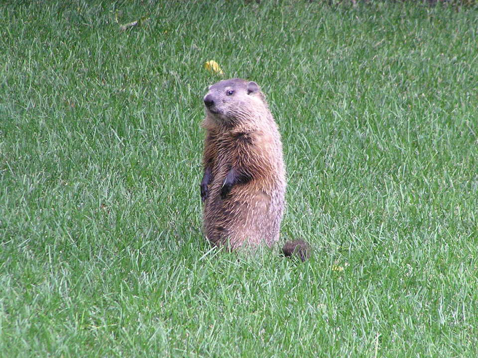 Westchester, IL: Visitor to Preston Street