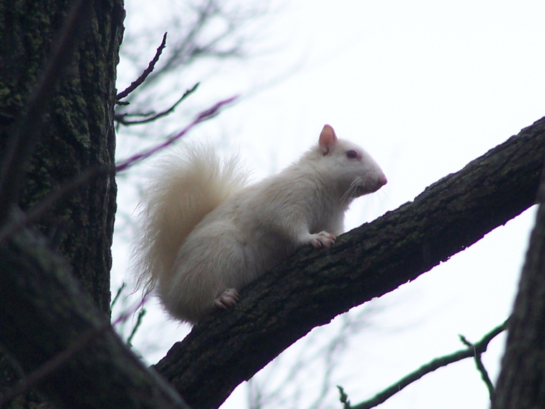 Olney, IL: Olney's White Squirrel