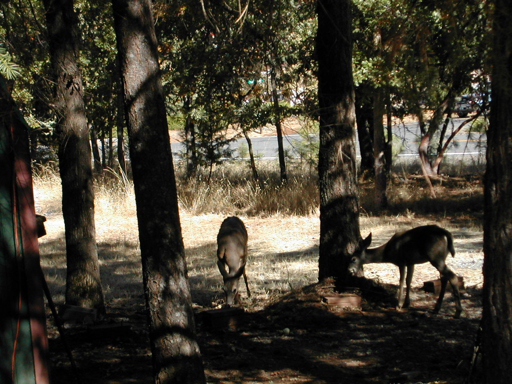 Grants Pass, OR: Deer Dining near a Grants Pass home