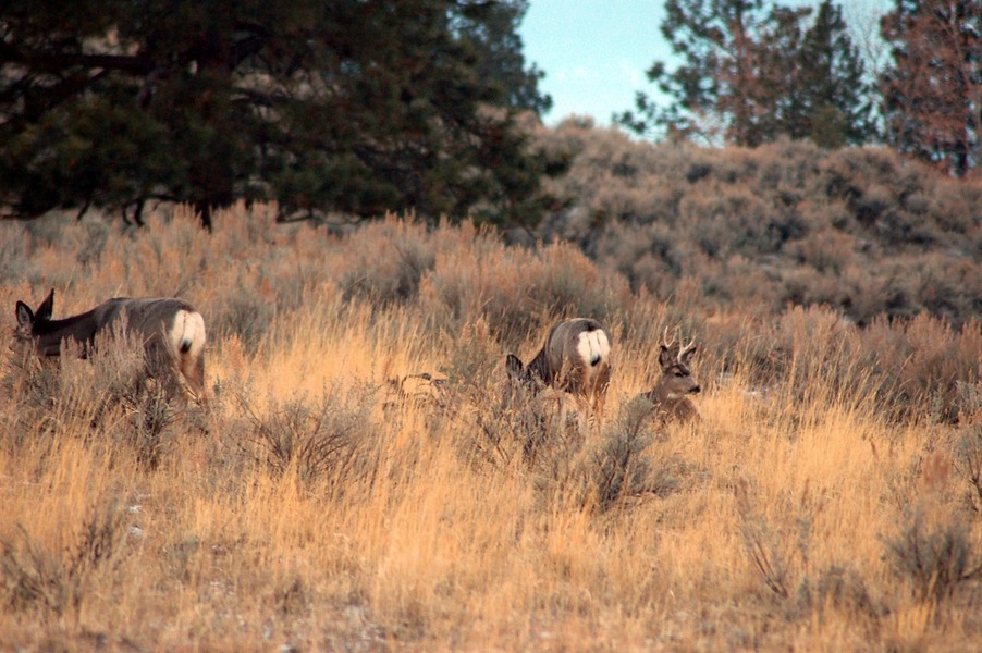 Stevensville, MT: Deer herd by our mailbox in Stevensville