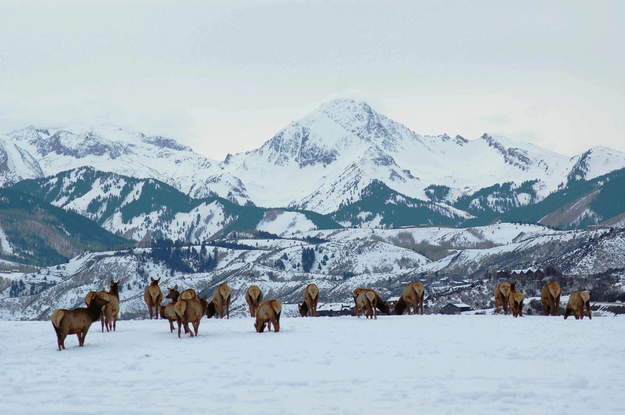 Aspen, CO: Elk herd on McLain Flats, with Mt. Daly in background