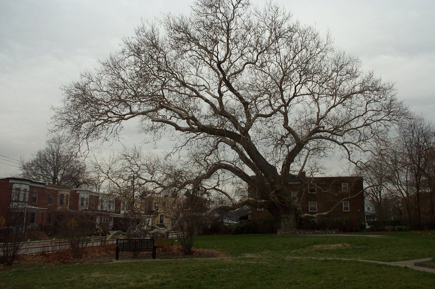 Lansdowne, PA: This huge tree is shown on the Lansdowne logo.