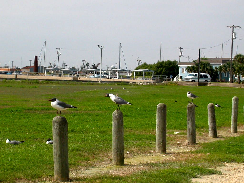 Rockport, TX: Seagulls on posts by the bay