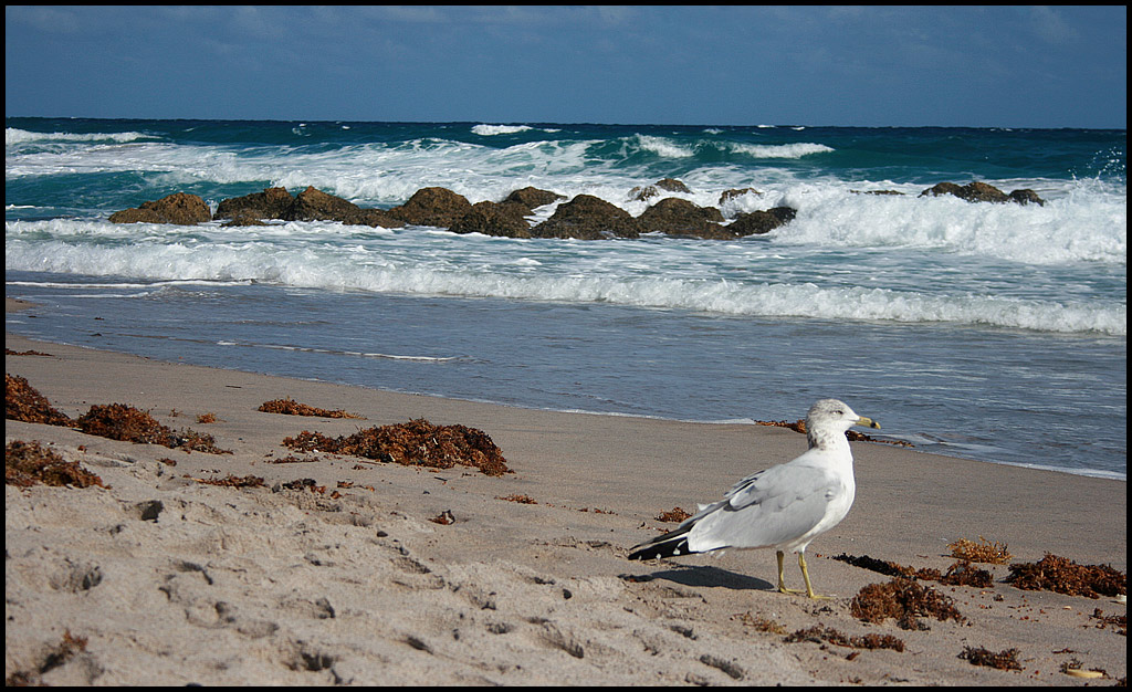 Boca Raton, FL: Red Reef Park with Seagull