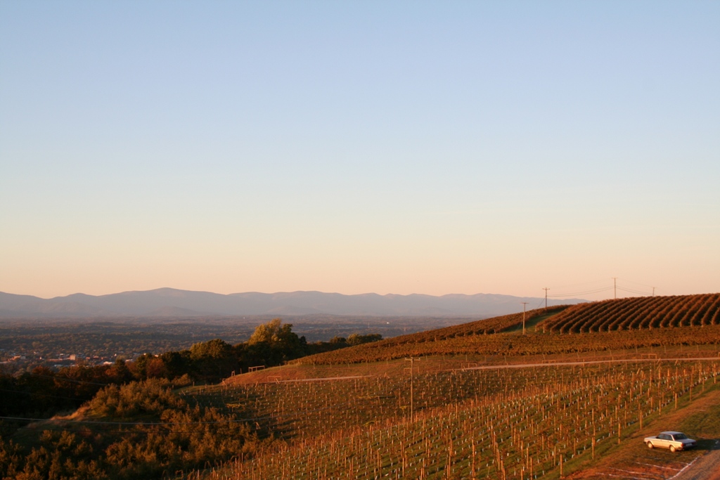Charlottesville, VA: Hilltop vineyard with view facing Charlottesville and the Shenandoah's on the horizon