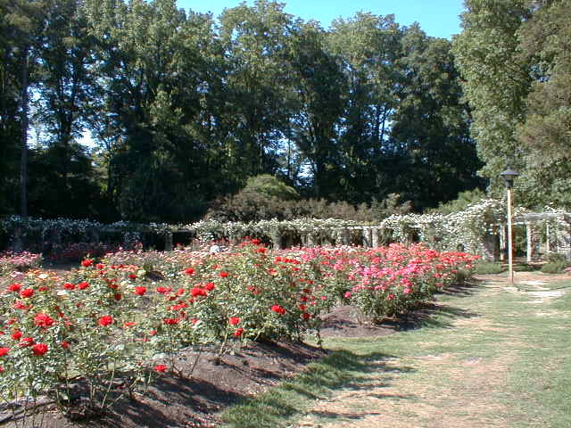 Raleigh, NC: Raleigh Rose Garden