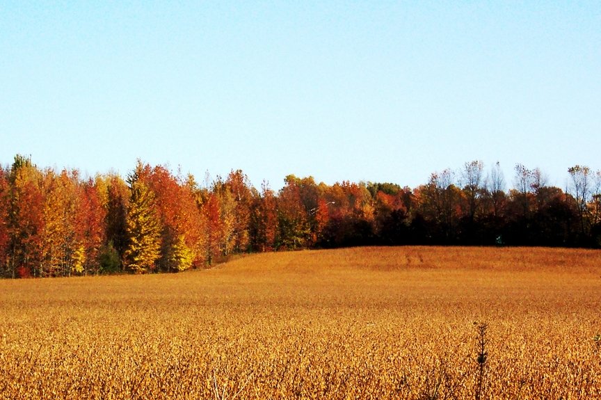 Hawesville, KY: Fall scene of Hawesville fields